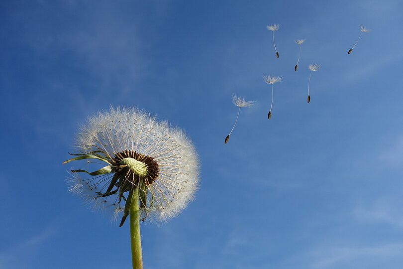 weiße Löwenzahnsamen fliegen in den blauen Himmel hinein. 