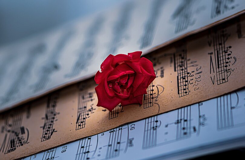 Eine rote Rose liegt auf mehreren Notenblättern