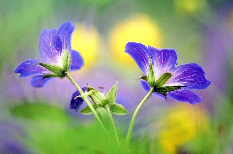 Zwei lila Storchenschnabelblüten im Vordergrund. Der Hintergrund ist unscharf, aber man sieht grün und in der Mitte zwei gelbe Punkte (wahrscheinlich die Umrisse von Blumen)