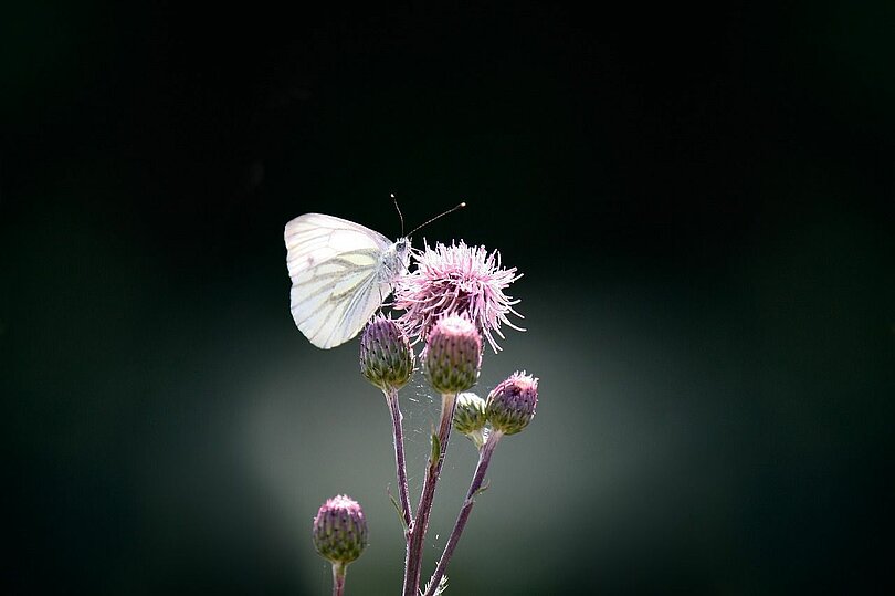 Ein weißer Schmetterling (Grünader Weißling) sitzt auf einer rosa blühenden Blume (Acker-Kratzdiestel)(