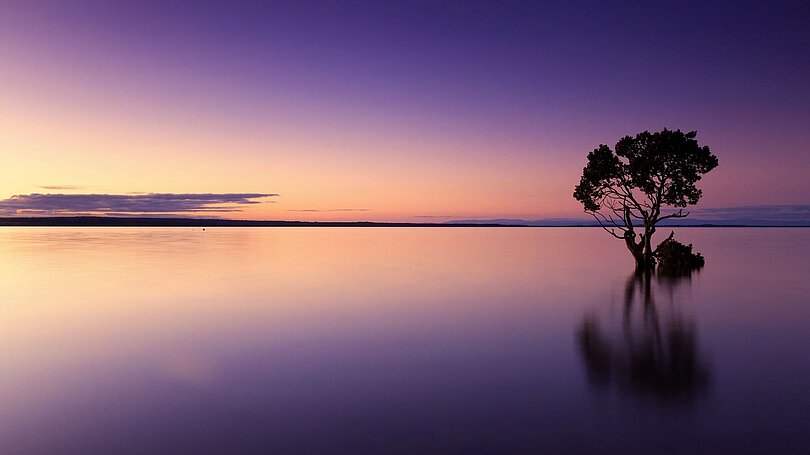 Baum im See beim Sonnenuntergang. 
