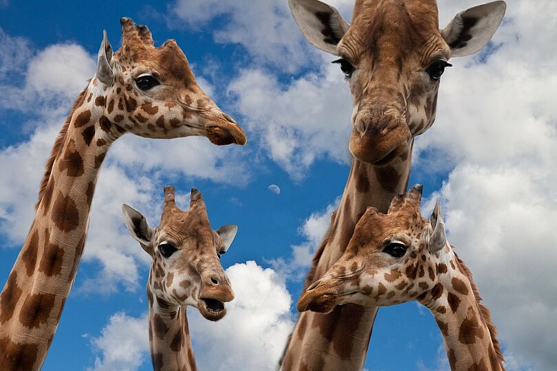 Giraffenfamilie