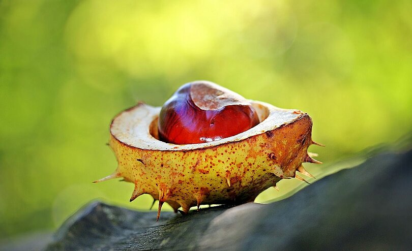 Eine braune, glänzende Kastanie liegt noch in einer halben Schale auf einem Stück Holz und vor grünem Hintergrund