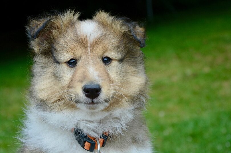 Ein junger Shetland Sheepdog sitzt auf einer Wiese und mit seinem Hundeblick schaut er sehr süß.