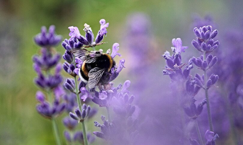 Eine Hummel sitzt auf blühendem Lavendel