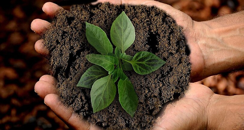Hände formen eine Schale, die mit Erde gefüllt ist und aus der eine Pflanze wächst.