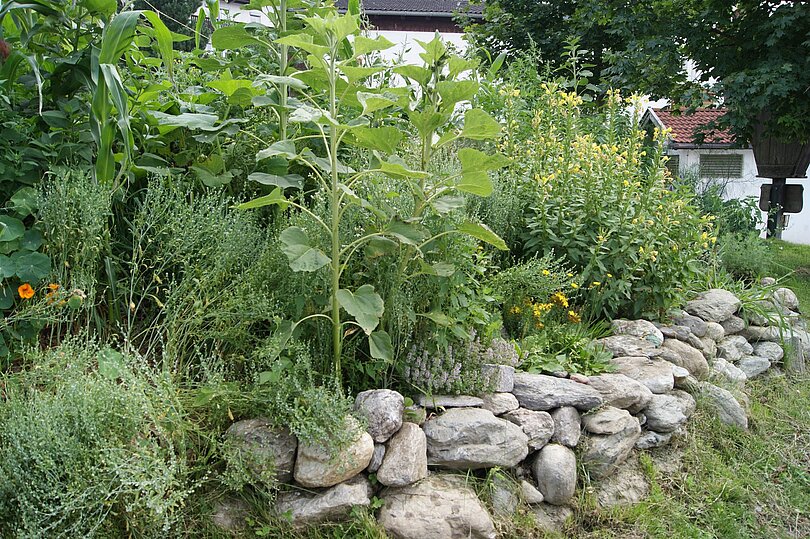 Eine Steinmauer umrundet das Hügelbeet. Im Beet wachsen verschiedene Pflanzensorten