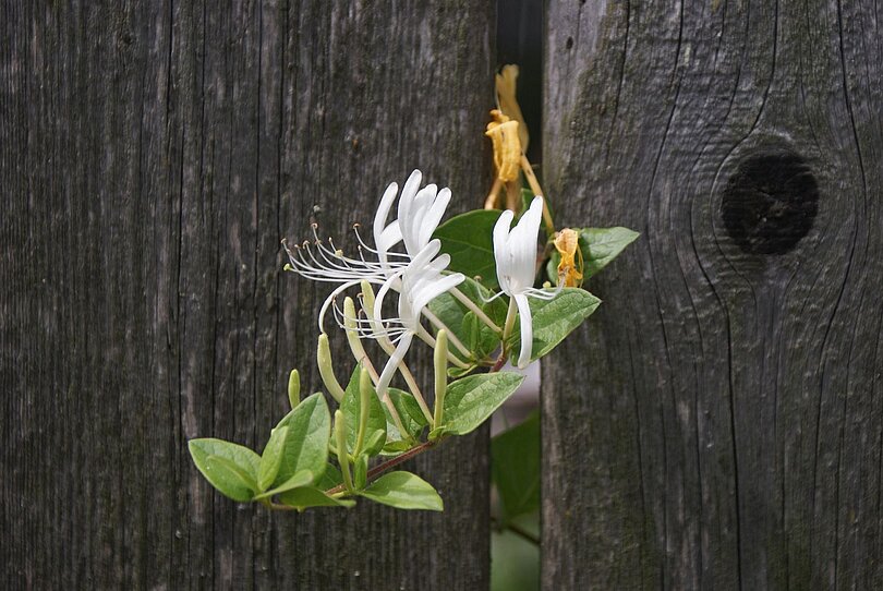 Der Treib einer Blume wächst zwischen zwei Zaunlatten heraus.